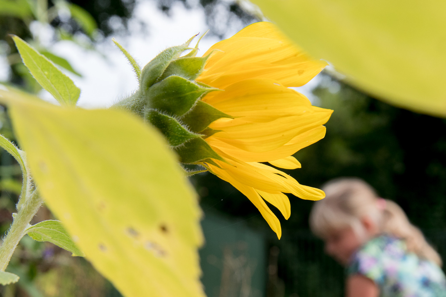 Vacature Rinsumageest